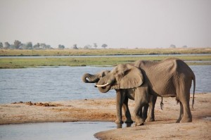 Elephant & Mama